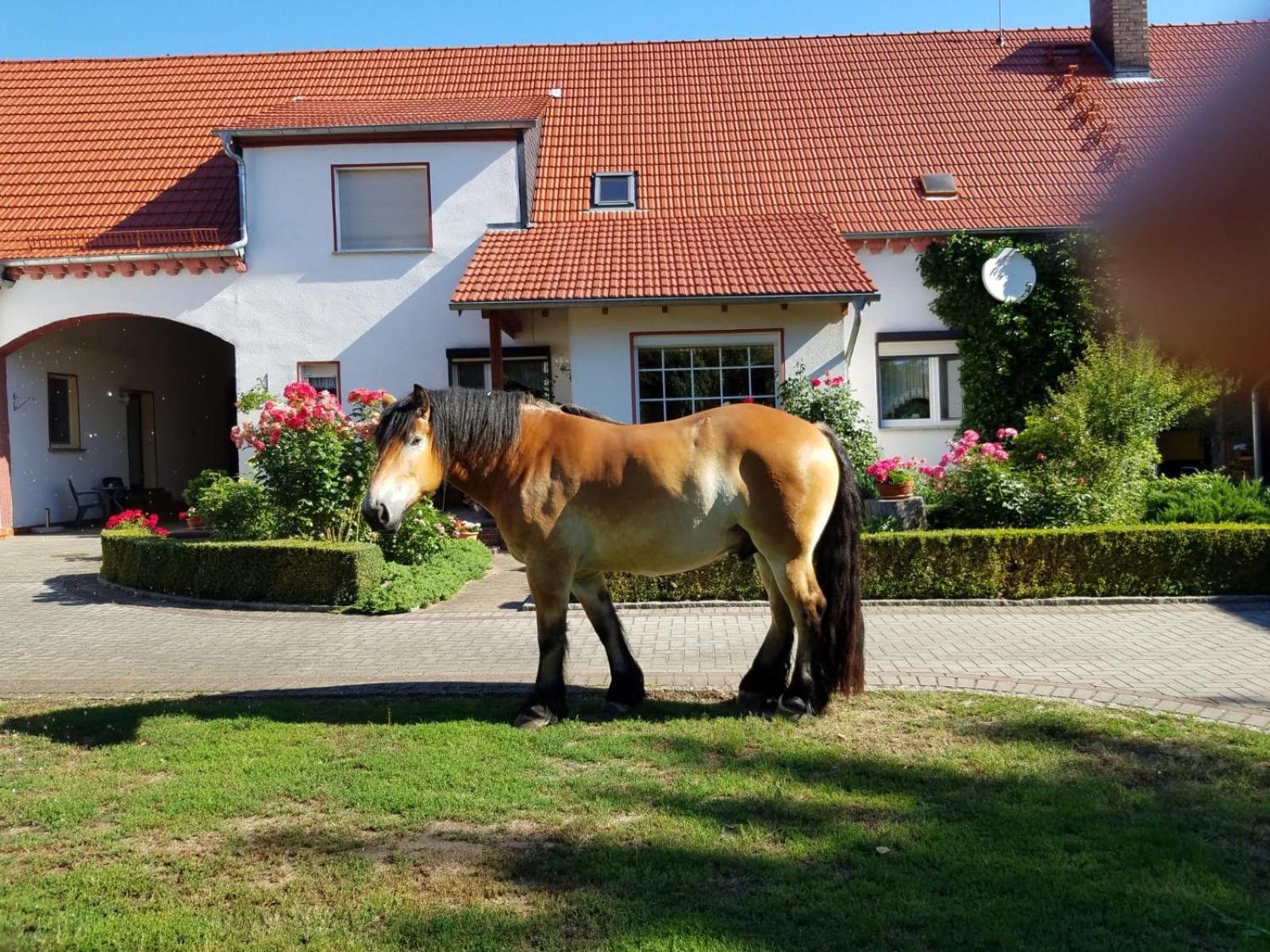 Top-Moderne Ferienwohnung Und Apartments Auf Frueherem Wunderschoenen Bauernhof Im Elbe-Elster-Kreis In Brandenburg Bei Herzberg-Elster, Schoenewalde, Holzdorf Εξωτερικό φωτογραφία